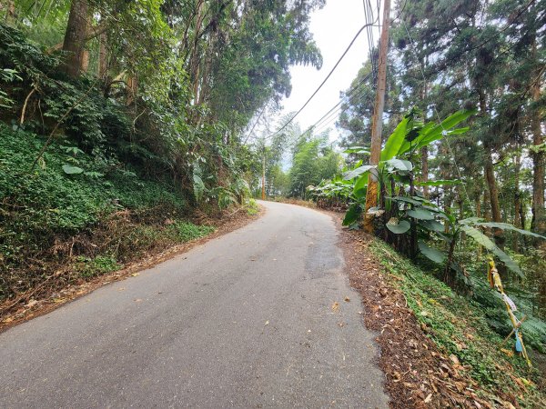 20251228溪頭山龍鳳山嶺頭山O型2992377