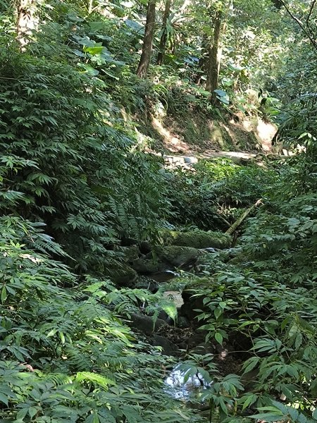 20251010微笑山線：【五分山系】平溪小黃山段 - 健行筆記2910175