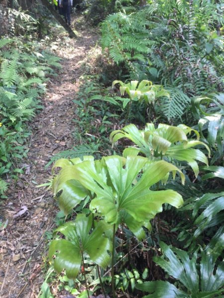 2021/04/04七堵石獅-石象-下坡山1340738