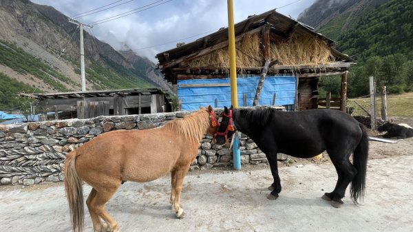西藏♥️可愛動物🐎人物寫真/拉薩旅拍/美食2902968