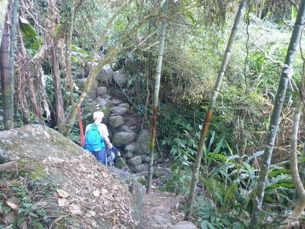 20230115鳳凰山、南鳳凰山、溪頭天文台2018690