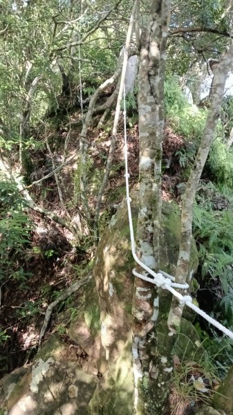 坪林區仁里坂橋-仁里坂山-金瓜寮土地公-仁里坂橋O型3132816