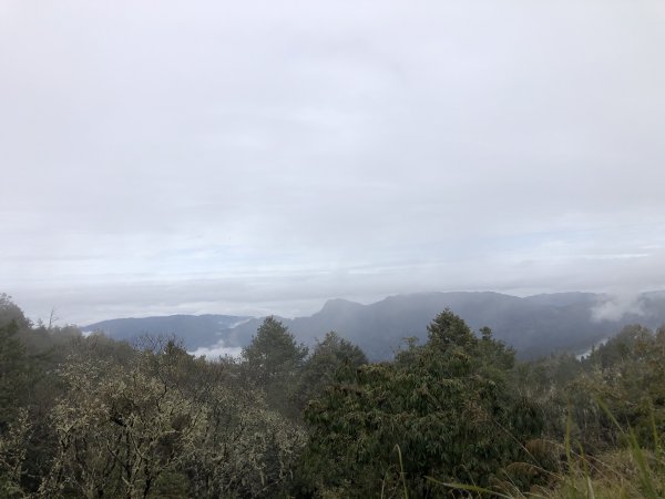 阿里山國家森林遊樂區，大塔山一日輕鬆遊1615618