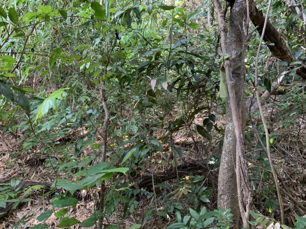 20250830高雄新鳥山2877049