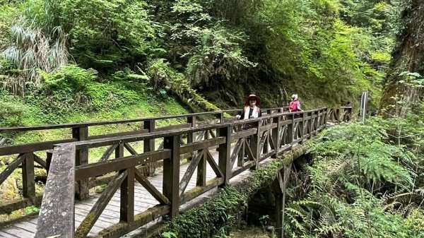 塔曼山越嶺達觀山連走拉拉山巨木群 - 神木巨木之旅1363253