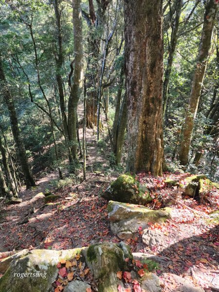 稍來山雲海美景 屋我尾集熊去2002833