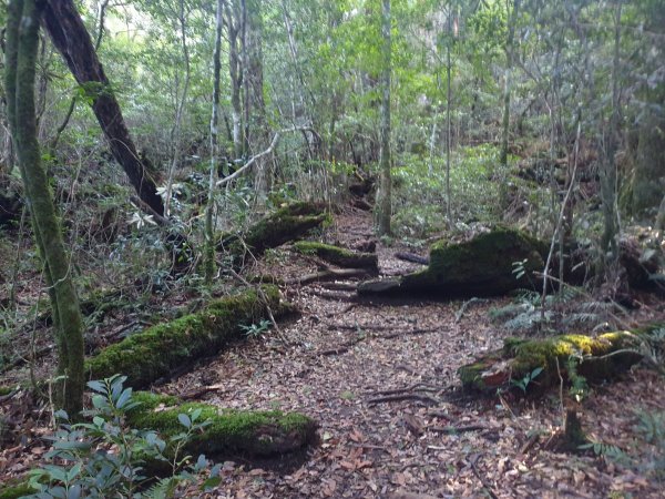 塔曼山玫瑰西魔山原路來回1560860