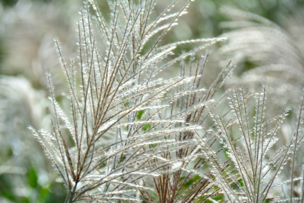 草嶺古道 桃源谷 芒花季1509037