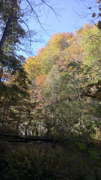 奧入瀨溪健行444358