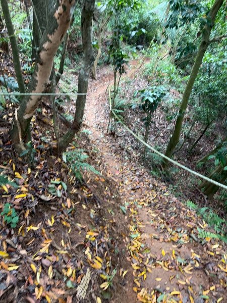 新北 林口 國際AI智慧園區-工一森林小徑-雪花步道-祖師巖登山步道-湖內公園3019092