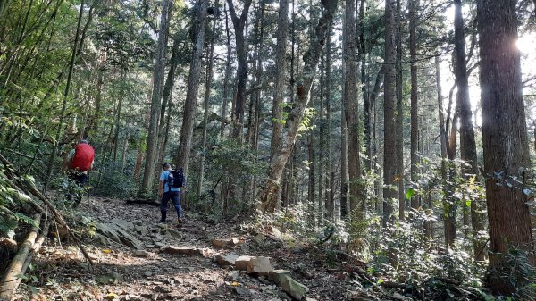 《台中》水晶蘭再現｜鳶嘴西稜線長壽山醜崠山二連峰來回202203201648927