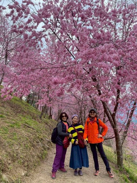 🌈2/19（四）-20（五）司馬庫斯櫻花季2日✨FB：熊熊趴爬走 🌈3004415