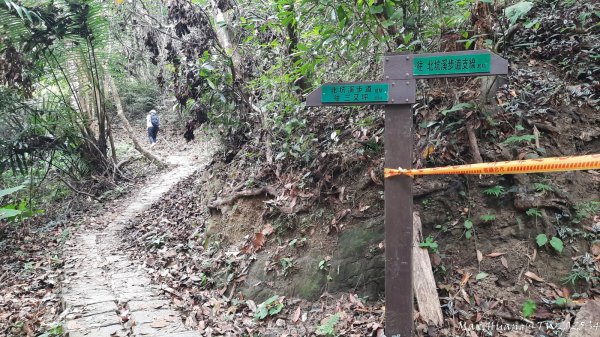 《台中》觀九九峰｜霧峰青桐林生態步道群202511092932220