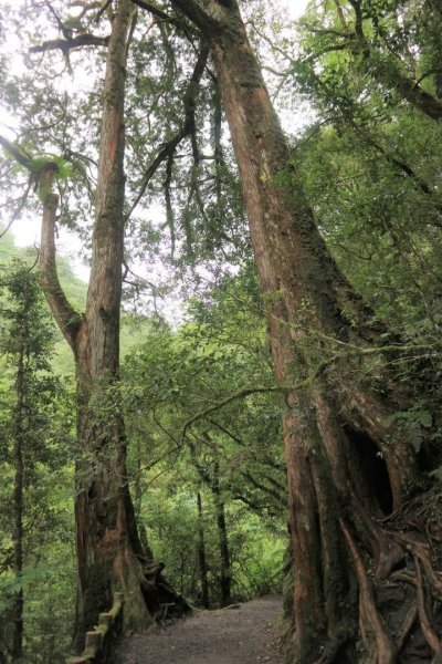 〔桃園復興〕拉拉山巨木，史詩級魔幻森林，75公頃紅檜 扁柏森林浴2236989