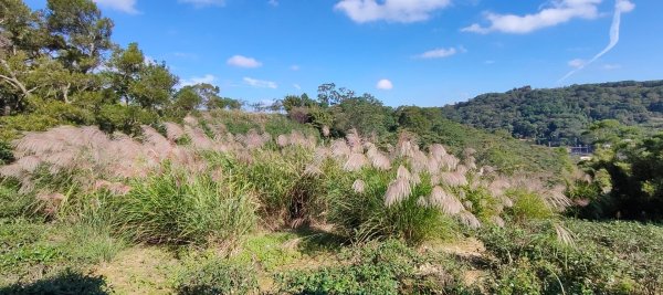 秀才登山步道2936914