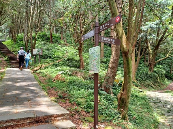 【桃園復興】台灣百大必訪步道。 東眼山森林遊樂區-東眼山自導式步道2835916
