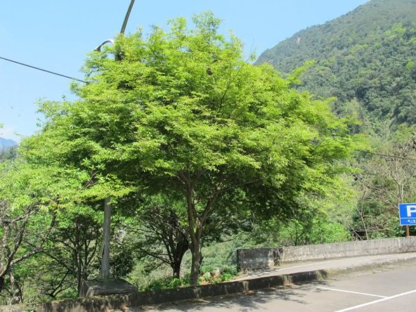 1010325八仙山森林遊樂區3098057