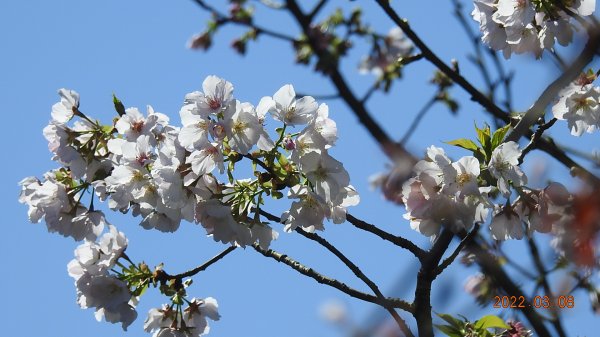 春暖花開，鳥語花香1633869