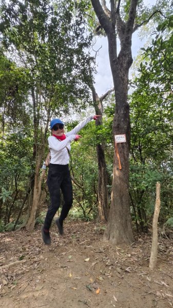 東勢大崙、東勢坑山、觀音湖山O走2986303