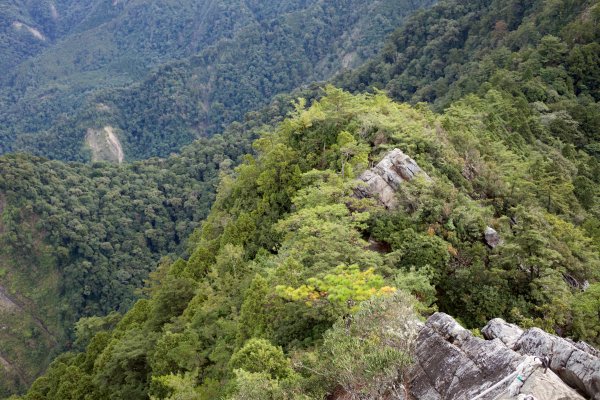 鳶嘴稍來山：晨曦與林相529066