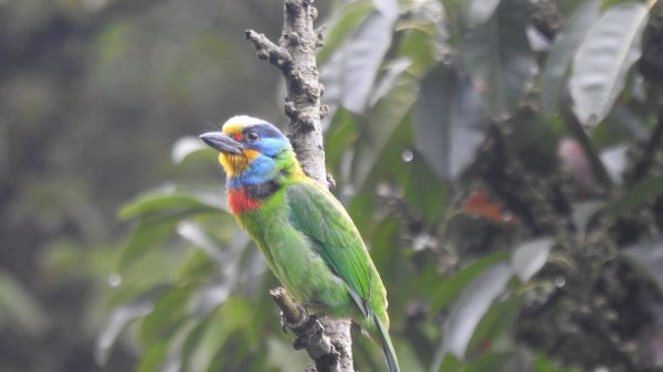 五色鳥和鐘萼木&夕陽晚霞 4/202766538