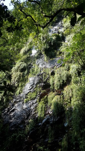 菜公坑古道, 大屯溪古道, 小觀音山693297