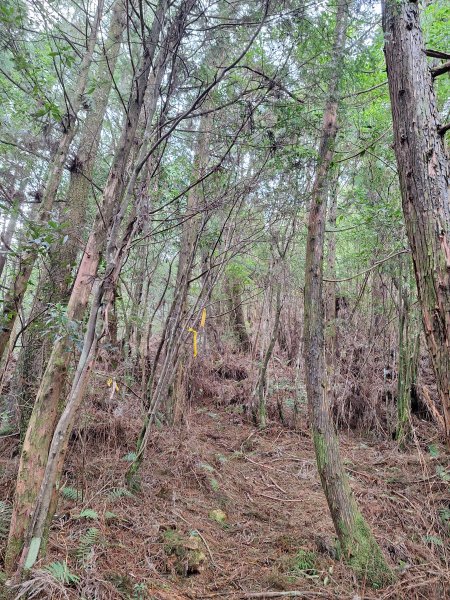 觀霧之榛山O型202411232653905