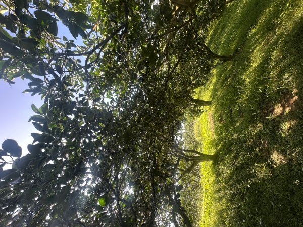 苗栗西湖-柚子山步道2615575