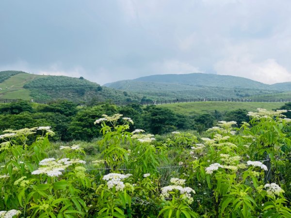 1140621冷水坑-擎天崗-石梯嶺2817708