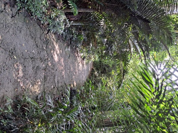 台南關子嶺枕頭山，大凍山，雞籠山步道3123314