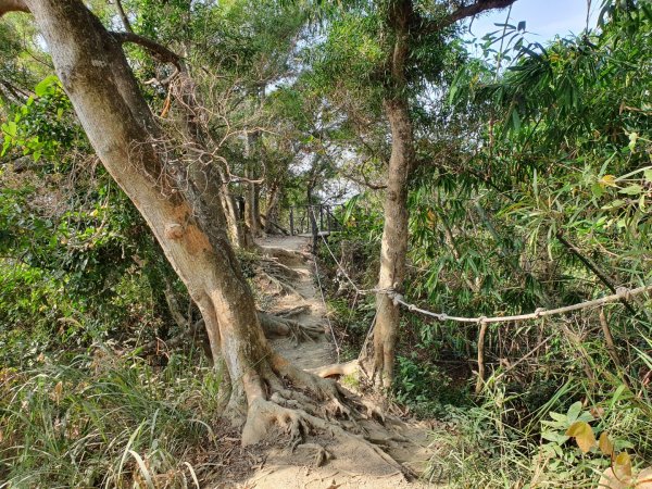 清水岩中央嶺造林步道1188958