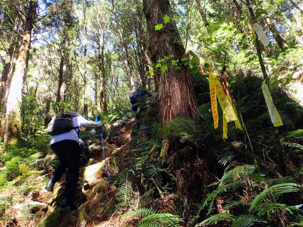 三星山小百岳+三星池, 充滿靈氣的魔法森林!1870978