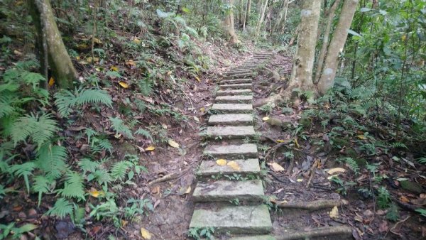 桐林花廊步道596139