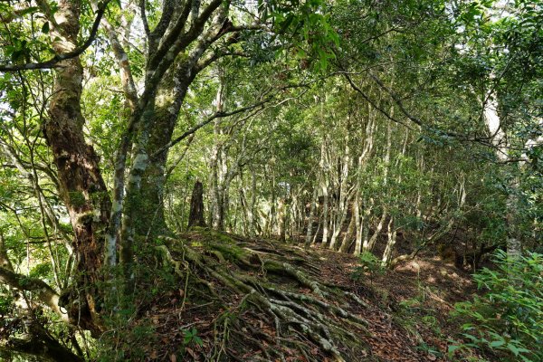 新竹 五峰 油羅山、霞山2798241