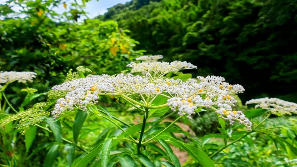 番王厝,番婆厝,王子厝,公主厝2827584