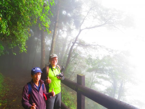 【新竹】觀霧迷幻森林：檜山巨木群步道1111957