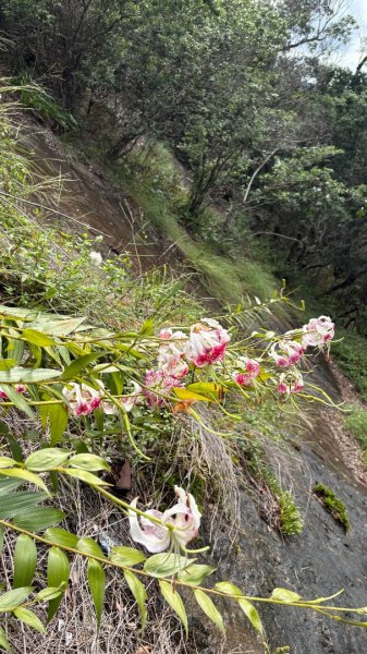 石壁上的花3111041