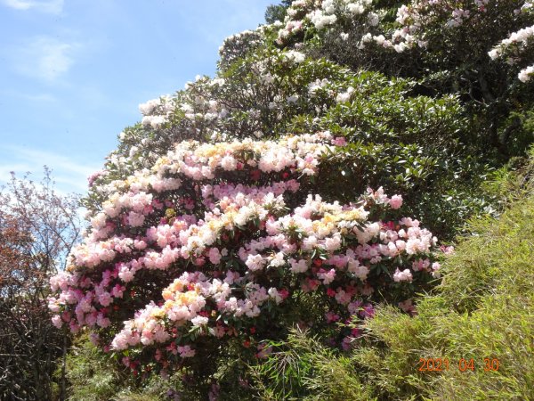 石門山賞杜鵑花1367266