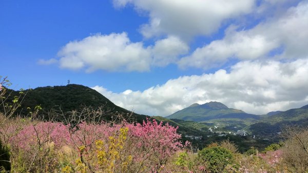 平菁街42巷櫻花怒放1251473