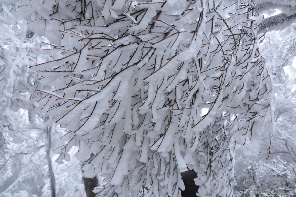  2021 D0101 純色北插1225503