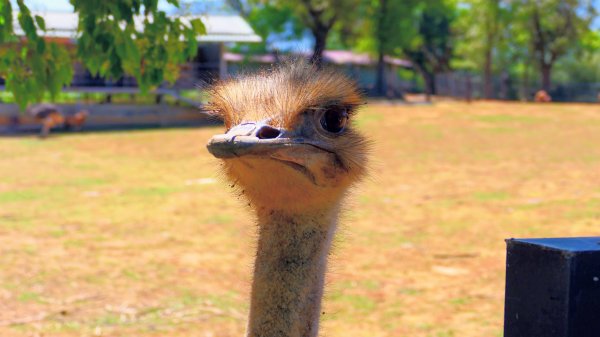 台東原生應用植物園3015257