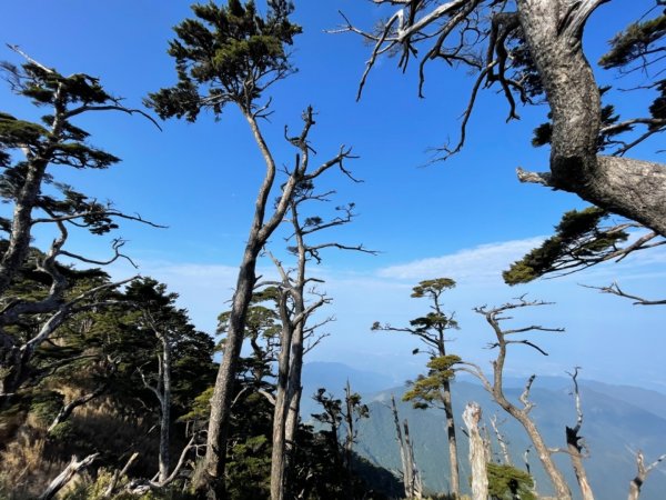 見證最美麗北大武山雲海、鐵杉1318821