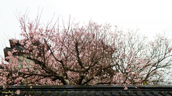 櫻花季的尾聲~在東方寺慢慢的品花落的聲音910683