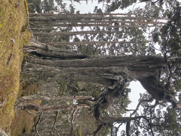 啟動高山度假模式~金牌三小隊之馬博橫斷8日2964952