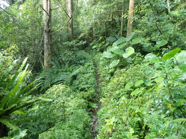 福山往返茶墾山，大台北郊山百岳之馬克完百623944