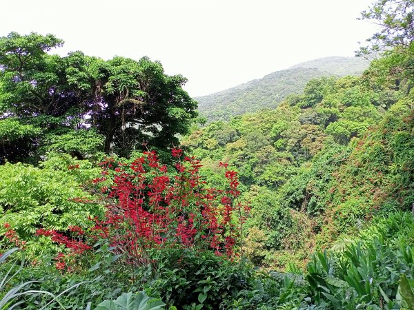 山明水秀的陽明山國家公園 : 陽峰古道→大屯瀑布→青春嶺→猴崁水圳步道→竹子湖1355951