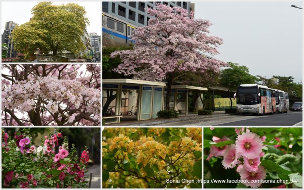 坐捷運去賞花  2024 D0412 粉紅風鈴木 + 加羅林魚木 + 蜀葵花