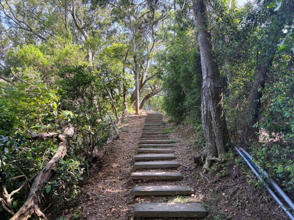 犁頭山、文山步道2835647