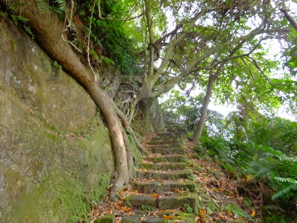 小山美學：新店小獅山步道886798