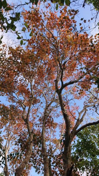 馬那邦山O走2370136